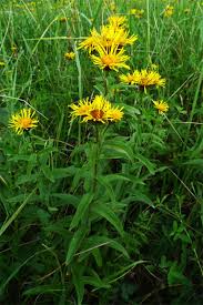 Attēlu rezultāti vaicājumam “Inula salicina”