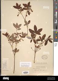 Attēlu rezultāti vaicājumam “Menziesia ferruginea”