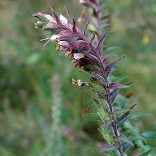 Attēlu rezultāti vaicājumam “Odontites vulgaris”