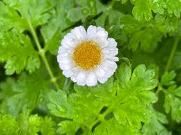 Image result for Tanacetum parthenium