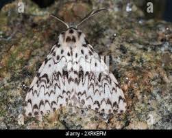 Attēlu rezultāti vaicājumam “Lymantria monacha imago”