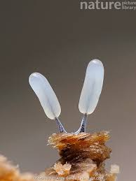 Attēlu rezultāti vaicājumam “Stemonitopsis typhina”