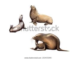 Image result for Zalophus californianus
