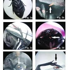 Attēlu rezultāti vaicājumam “Hydrachna”