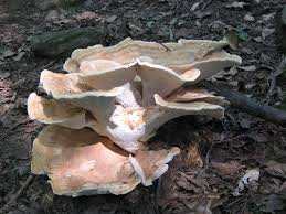 Attēlu rezultāti vaicājumam “Polypores”