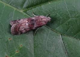 Attēlu rezultāti vaicājumam “Phycita roborella”