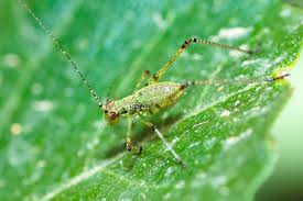 Attēlu rezultāti vaicājumam “Tachyta nana”