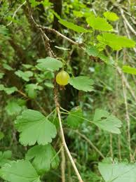 Attēlu rezultāti vaicājumam “Ribes uva-crispa”