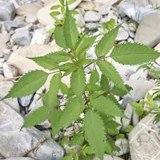 Attēlu rezultāti vaicājumam “Bidens frondosa leaf”
