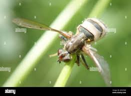 Attēlu rezultāti vaicājumam “Entomophthora”