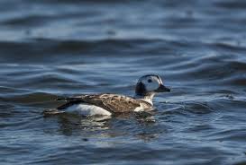 Attēlu rezultāti vaicājumam “Clangula hyemalis”