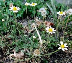 Attēlu rezultāti vaicājumam “Anthyllis maritima”