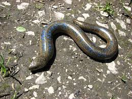 Attēlu rezultāti vaicājumam “Lycogala alisaulianovae young”