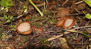 Attēlu rezultāti vaicājumam “Humaria hemisphaerica”