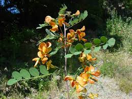 Image result for Colutea arborescens