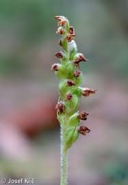 Attēlu rezultāti vaicājumam “Goodyera repens fruit”