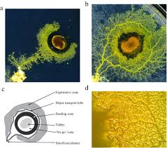 Attēlu rezultāti vaicājumam “Physarum obscurum plasmodium”