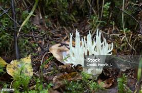 Attēlu rezultāti vaicājumam “Ramariopsis kunzei”