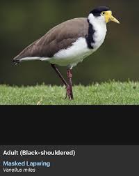 Attēlu rezultāti vaicājumam “Vanellus vanellus adult”