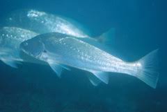 Image result for Argyrosomus japonicus