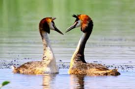 Attēlu rezultāti vaicājumam “Podiceps cristatus adult”