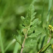 Attēlu rezultāti vaicājumam “Rorippa sylvestris”