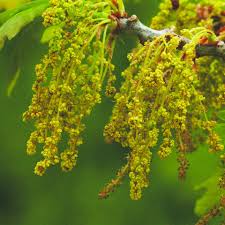 Attēlu rezultāti vaicājumam “Quercus robur female flower”