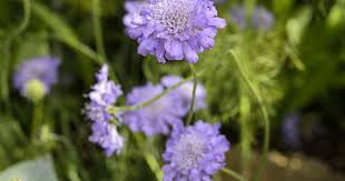 Image result for Scabiosa col.`Butterfly Blue`