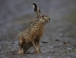 Attēlu rezultāti vaicājumam “Lepus europaeus”