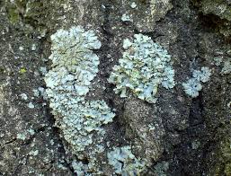 Attēlu rezultāti vaicājumam “Phaeophyscia orbicularis”