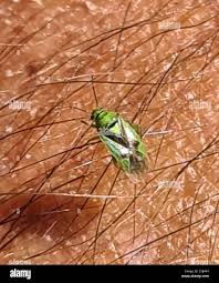 Attēlu rezultāti vaicājumam “Orthops campestris”