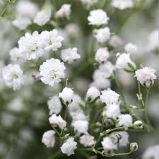 Attēlu rezultāti vaicājumam “Gypsophila fastigiata”