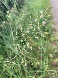 Attēlu rezultāti vaicājumam “Trisetum flavescens flower”