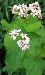 Attēlu rezultāti vaicājumam “Fagopyrum esculentum flower”