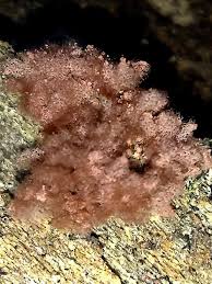 Attēlu rezultāti vaicājumam “Arcyria helvetica young”