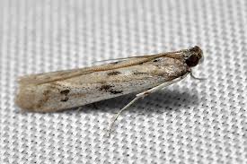 Attēlu rezultāti vaicājumam “Phycitodes binaevella”