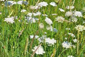 Attēlu rezultāti vaicājumam “Pimpinella saxifraga flower”