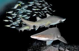 Image result for Carcharias