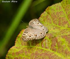 Attēlu rezultāti vaicājumam “Craniophora ligustri larva”