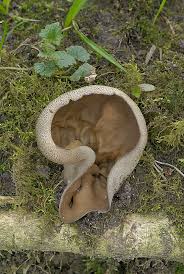 Attēlu rezultāti vaicājumam “Disciotis venosa”