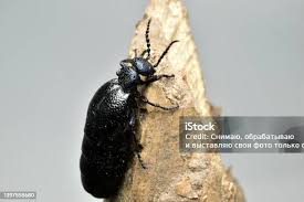 Attēlu rezultāti vaicājumam “Triplax aenea”