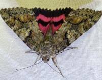 Attēlu rezultāti vaicājumam “Catocala sponsa”