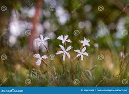 Attēlu rezultāti vaicājumam “Dianthus arenarius”