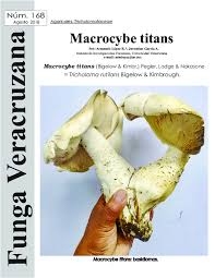 Image result for macrocybe titans