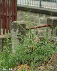 Attēlu rezultāti vaicājumam “Atriplex patula fruit”