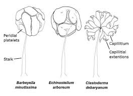 Attēlu rezultāti vaicājumam “Barbeyella minutissima stalked”