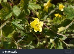 Attēlu rezultāti vaicājumam “Waldsteinia geoides flower”
