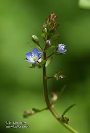 Attēlu rezultāti vaicājumam “Veronica beccabunga”