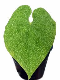 Attēlu rezultāti vaicājumam “Cliostomum corrugatum”