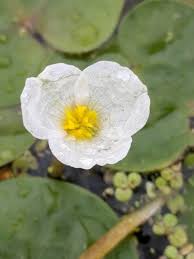 Attēlu rezultāti vaicājumam “Hydrocharis morsus-ranae fruit”